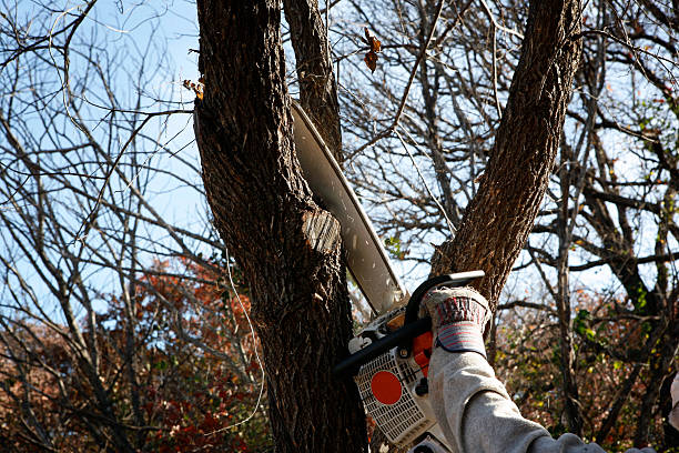 Cleary, MS Tree Removal Services Company