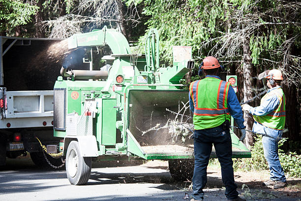 How Our Tree Care Process Works  in  Cleary, MS